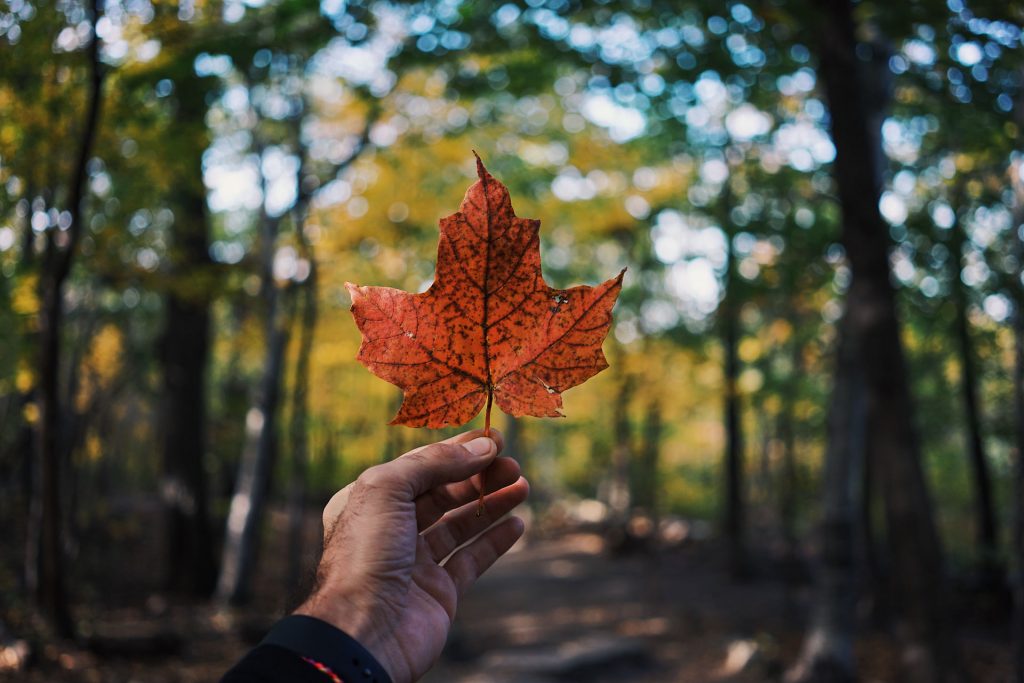 canada best 4